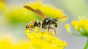  Ngạc nhiên với loài ong có thể hấp thu ánh sáng
Nghiên cứu cho thấy phần thân màu nâu của ong bắp cày có thể chống phản xạ rất tốt.
Những cấu trúc này khiến cho lớp biểu bì của ong hút ánh nắng vào người.
Điều này có thể đóng một vai trò quan trọng trong việc nghiên cứu năng lượng và